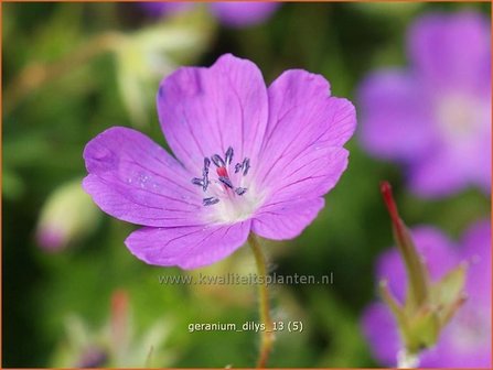 Geranium &#039;Dilys&#039; | Ooievaarsbek