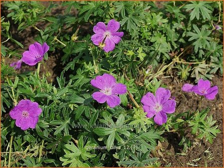 Geranium &#039;Dilys&#039; | Ooievaarsbek