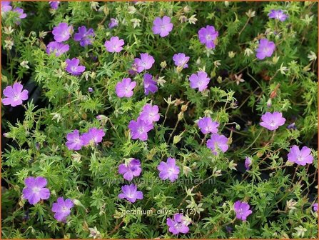 Geranium &#039;Dilys&#039; | Ooievaarsbek