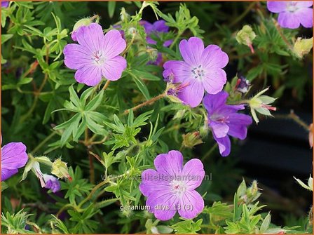 Geranium &#039;Dilys&#039; | Ooievaarsbek