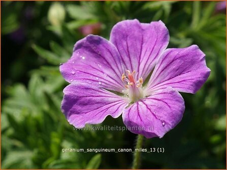 Geranium sanguineum &#039;Canon Miles&#039; | Ooievaarsbek