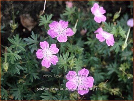 Geranium sanguineum &#039;Canon Miles&#039; | Ooievaarsbek