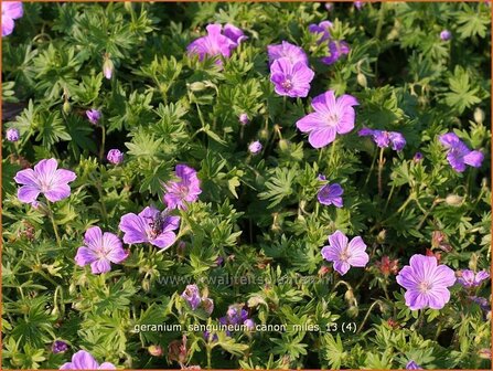 Geranium sanguineum &#039;Canon Miles&#039; | Ooievaarsbek