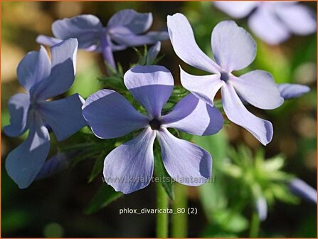 Phlox divaricata | Voorjaarsvlambloem, Vlambloem, Flox, Floks | Wald-Flammenblume