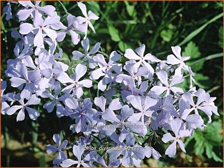 Phlox divaricata | Voorjaarsvlambloem, Vlambloem, Flox, Floks | Wald-Flammenblume