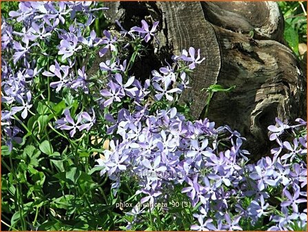 Phlox divaricata | Voorjaarsvlambloem, Vlambloem, Flox, Floks | Wald-Flammenblume