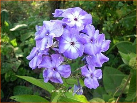 Phlox &#039;Blue Boy&#039; | Vlambloem