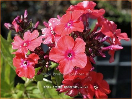 Phlox &#039;Orange Perfection&#039; | Vlambloem