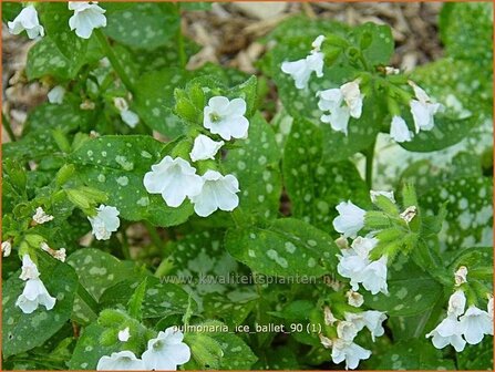 Pulmonaria &#039;Ice Ballet&#039; | Longkruid