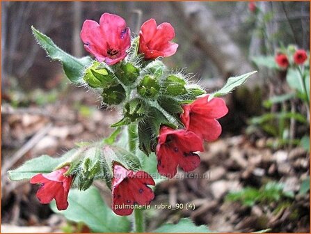 Pulmonaria rubra | Longkruid