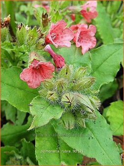 Pulmonaria rubra | Longkruid