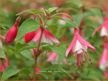 Fuchsia &#039;Lady Thumb&#039; | Bellenplant