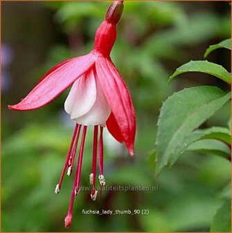 Fuchsia &#039;Lady Thumb&#039; | Bellenplant