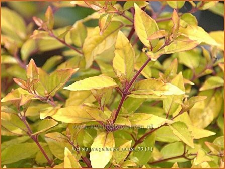 Fuchsia magellanica &#039;Aurea&#039; | Bellenplant