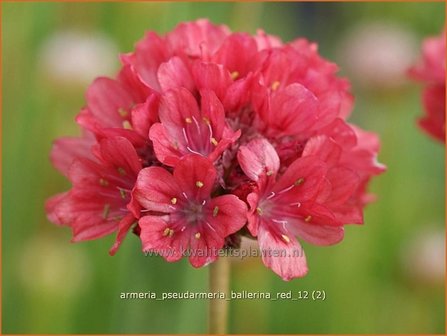 Armeria pseudarmeria &#039;Ballerina Red&#039; | Engels gras