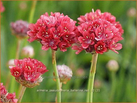 Armeria pseudarmeria &#039;Ballerina Red&#039; | Engels gras