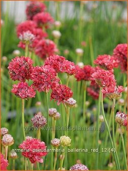 Armeria pseudarmeria &#039;Ballerina Red&#039; | Engels gras