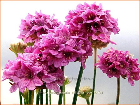 Armeria pseudarmeria &#039;Ballerina Rose&#039; | Engels gras