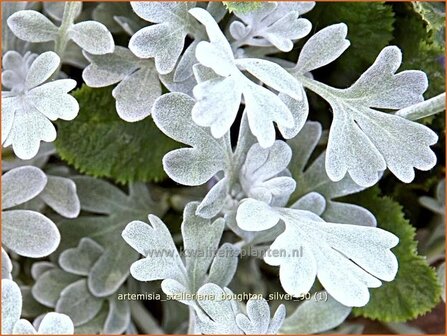 Artemisia stelleriana &#039;Boughton Silver&#039; | Alsem, Bijvoet, Edelruit | Gabelbl&auml;ttriger Silber-Wermut