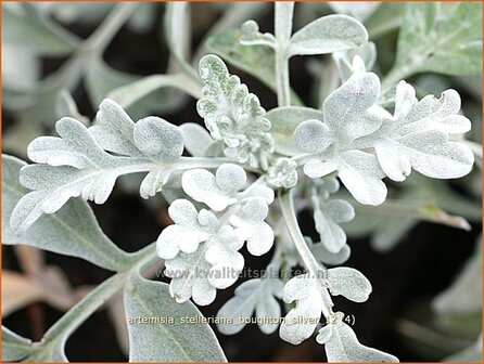 Artemisia stelleriana &#039;Boughton Silver&#039; | Alsem, Bijvoet, Edelruit | Gabelbl&auml;ttriger Silber-Wermut