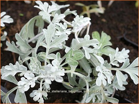 Artemisia stelleriana &#039;Boughton Silver&#039; | Alsem, Bijvoet, Edelruit | Gabelbl&auml;ttriger Silber-Wermut