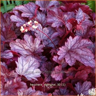 Heuchera &#039;Shanghai&#039; | Purperklokje