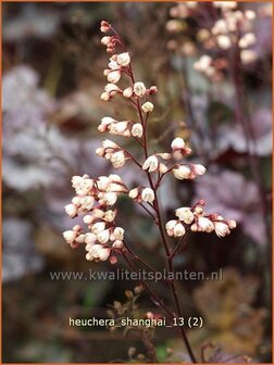 Heuchera &#039;Shanghai&#039; | Purperklokje