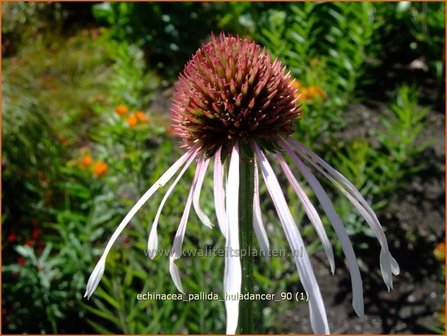 Echinacea pallida &#039;Hula Dancer&#039; | Zonnehoed