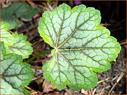 Heuchera &#039;Mint Frost&#039; | Purperklokje