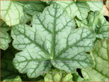 Heuchera &#039;Mint Frost&#039; | Purperklokje