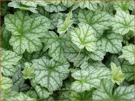 Heuchera &#039;Mint Frost&#039; | Purperklokje