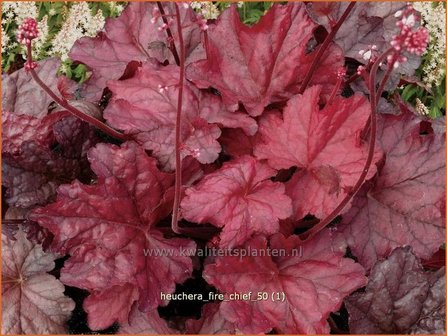 Heuchera &#039;Fire Chief&#039; | Purperklokje