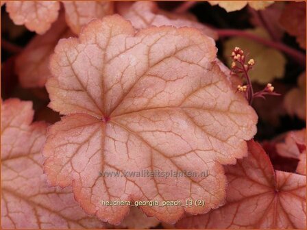 Heuchera &#039;Georgia Peach&#039; | Purperklokje