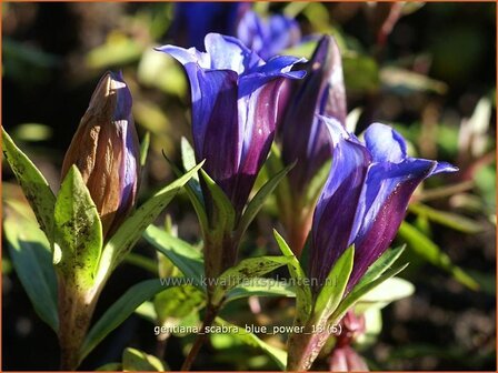 Gentiana scabra &#039;Blue Power&#039; | Gentiaan