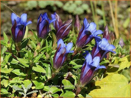 Gentiana scabra &#039;Blue Power&#039; | Gentiaan