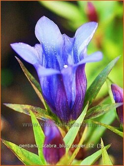 Gentiana scabra &#039;Blue Power&#039; | Gentiaan