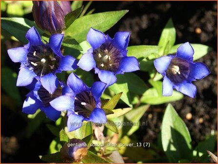 Gentiana scabra &#039;Blue Power&#039; | Gentiaan