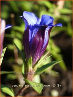 Gentiana scabra &#039;Blue Power&#039; | Gentiaan