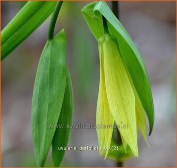 Uvularia perfoliata | Huigkruid