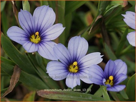 Sisyrinchium &#039;Devon Skies&#039; | Bieslelie