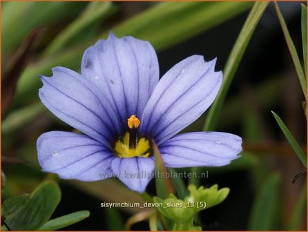 Sisyrinchium &#039;Devon Skies&#039; | Bieslelie