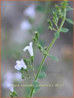 Nepeta faassenii &#039;Gletschereis&#039; | Kattekruid, Kattenkruid