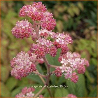 Rodgersia &#039;Die Stolze&#039; | Schout-bij-nacht, Kijkblad