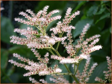 Rodgersia &#039;Die Stolze&#039; | Schout-bij-nacht, Kijkblad