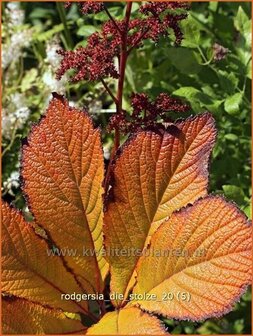 Rodgersia &#039;Die Stolze&#039; | Schout-bij-nacht, Kijkblad