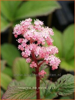 Rodgersia &#039;Die Stolze&#039; | Schout-bij-nacht, Kijkblad