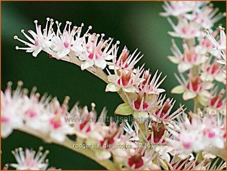 Rodgersia &#039;Die Stolze&#039; | Schout-bij-nacht, Kijkblad