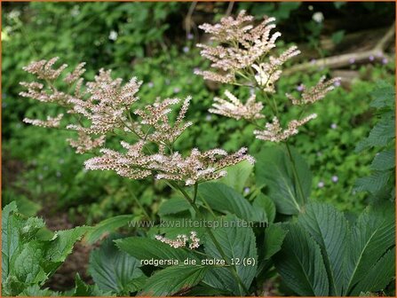 Rodgersia &#039;Die Stolze&#039; | Schout-bij-nacht, Kijkblad