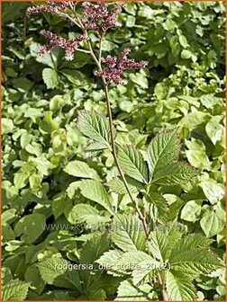 Rodgersia &#039;Die Stolze&#039; | Schout-bij-nacht, Kijkblad