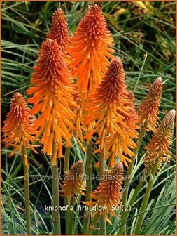 Kniphofia &#039;Fire Glow&#039; | Vuurpijl, Fakkellelie